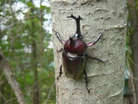 カブト虫